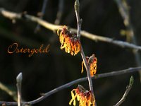Hamamelis Ostergold 2015 02 07 3016